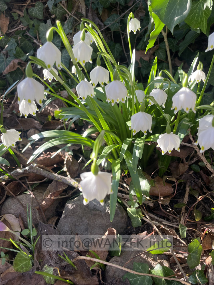 Leucojum vernum 01.jpg